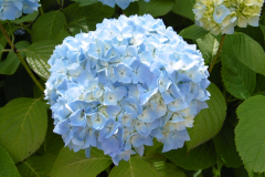 Gorgeous-blue-hydrangeas