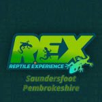 Reptile Experience Saundersfoot